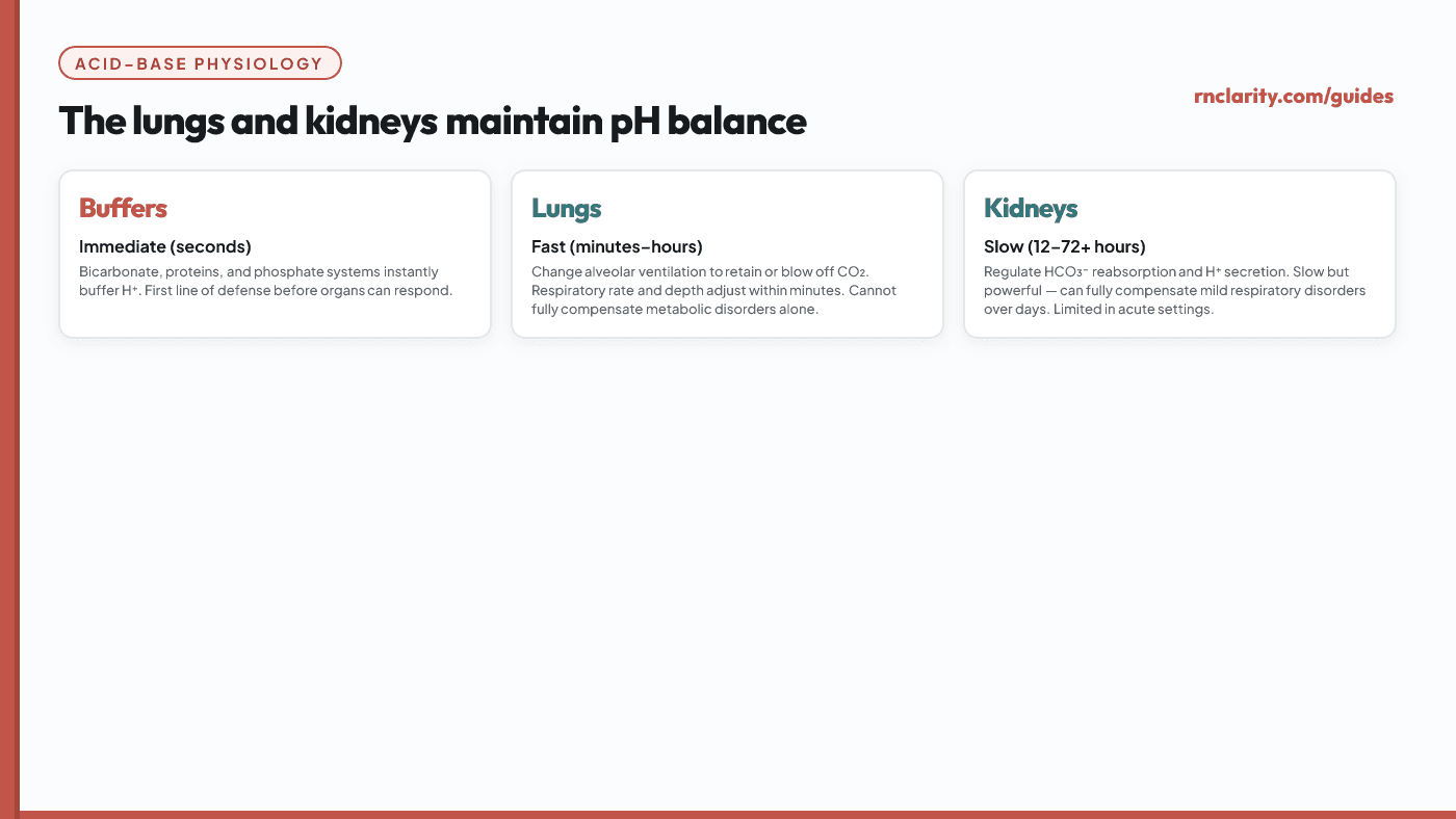 Animated diagram showing the lungs and kidneys working together to stabilize arterial pH. The lungs adjust CO2 (fast, minutes) and the kidneys adjust HCO3- (slow, hours to days), with arrows showing how each organ compensates when pH shifts toward acidemia or alkalemia.